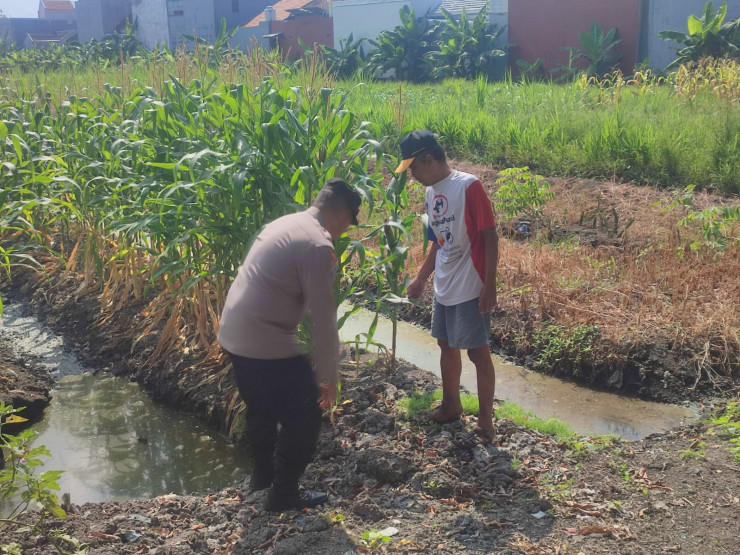 Polsek Sedati Pantau Perkembangan Tanaman Jagung di Desa Betro