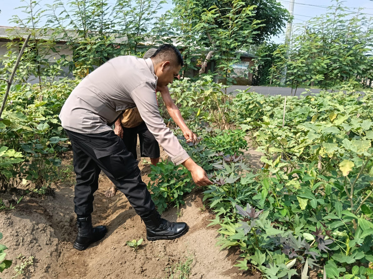 Bhabinkamtibmas Jemirahan Apresiasi Perkembangan Sayur Krai untuk Dukung Ketahanan Pangan Sidoarjo
