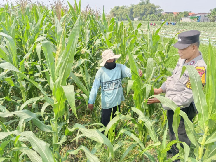 Polisi Cinta Petani, Polsek Tarik Pantau Pertumbuhan Jagung di Kedungbocok Demi Sukseskan Ketahanan Pangan Polresta Sidoarjo