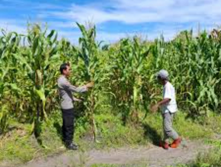 Polsek Jabon Pantau Perkembangan Tanaman Jagung di Tambak Kalisogo, Perkuat Ketahanan Pangan
