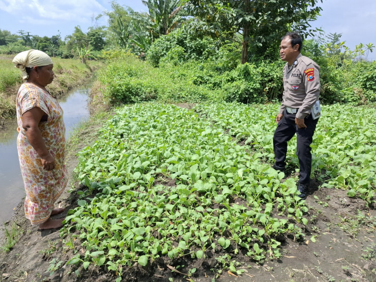 Polisi Cinta Petani, Bhabinkamtibmas Wonoayu Dampingi Petani Sawi di Becirongengor