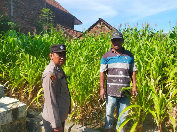 Warga Taman Sidoarjo Manfaatkan Lahan Kosong untuk Budidaya Jagung, Dukung Ketahanan Pangan Bergizi