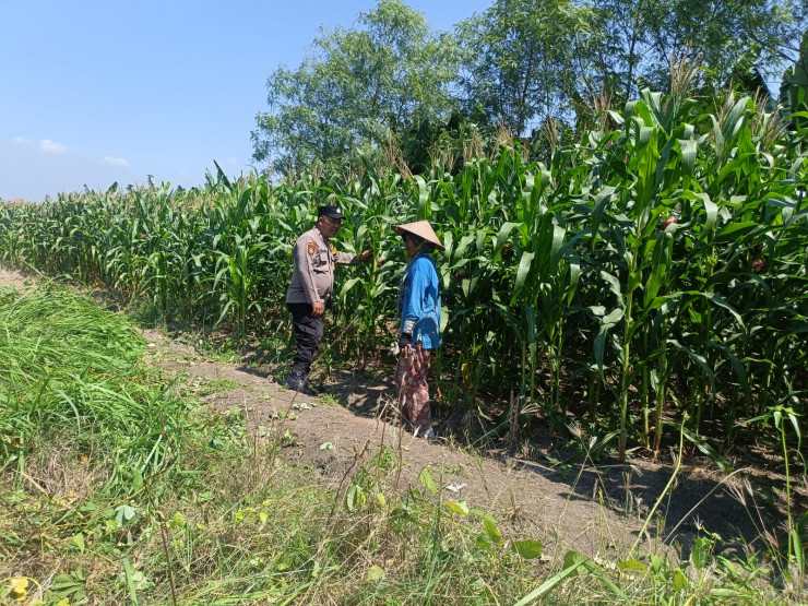 Polsek Candi Dukung Ketahanan Pangan Lewat Jagung