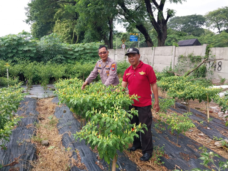 Bhabinkamtibmas Sidokare Bersama Warga Lakukan Perawatan Tanaman Cabai Warga Dukung Ketahanan Pangan