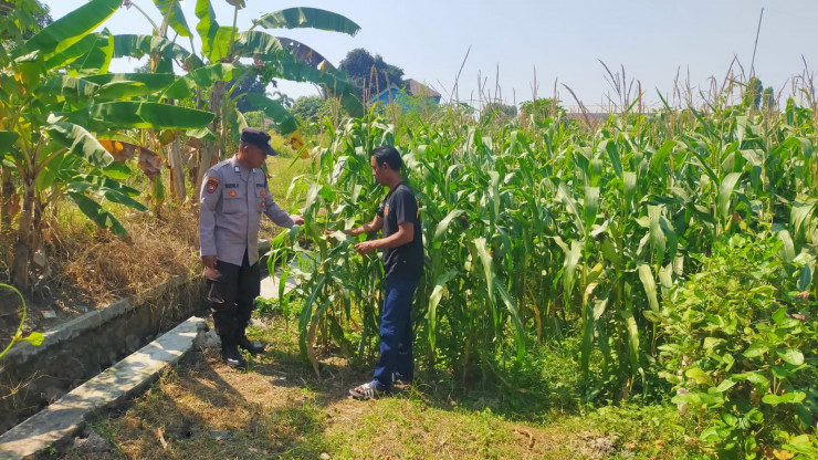 Polsek Prambon Pantau Tanaman Jagung Dukung Program Ketahanan Pangan
