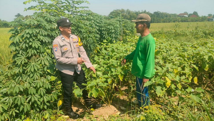 Polsek Krembung Dampingi Petani Jagung di Tanjekwagir untuk Wujudkan Ketahanan Pangan Polresta Sidoarjo