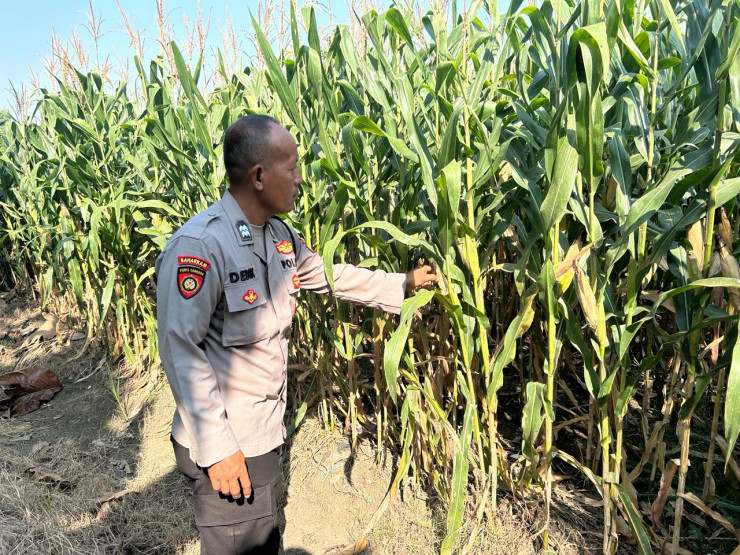 Polresta Sidoarjo Perkuat Swasembada Pangan, Bhabinkamtibmas Prambon Kawal Pertumbuhan Jagung Menuju Panen Produktif