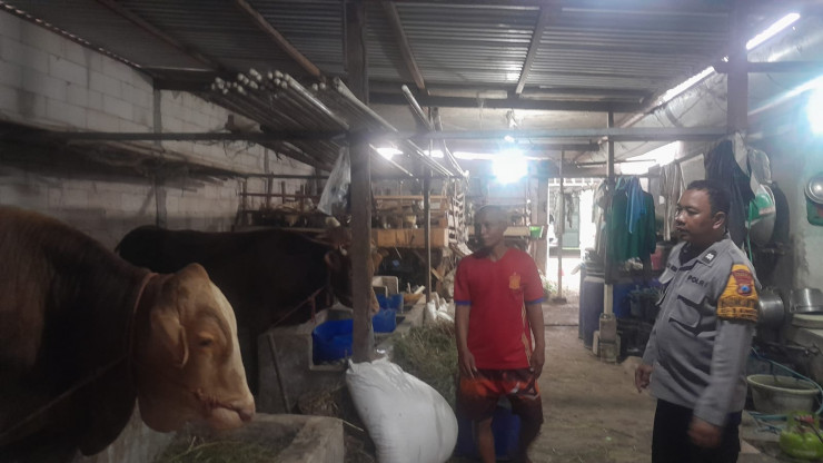 Wujud Ketahanan Pangan Bergizi, Puluhan Hewan Kurban di Desa Bangsri Siap Dipasarkan Sambut Idul Adha