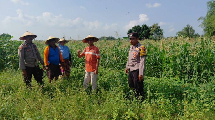 Dukung Asta Cita Presiden Prabowo, Polsek Tulangan Sidoarjo Kawal Ketahanan Pangan Lahan Jagung di Kemantren