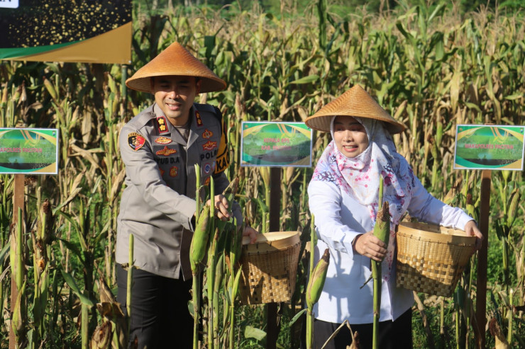 Polres Pacitan Bersama Warga Tani Panen Jagung Wujudkan Ketahanan Pangan Nasional