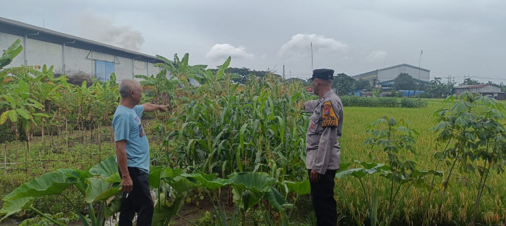 Dukung Asta Cita Presiden, Bhabinkamtibmas Polsek Krian Sidoarjo Intensifkan Pemantauan Lahan Jagung