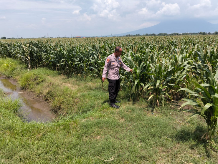 Wujudkan Swasembada Pangan, Program "Polisi Cinta Petani" Polresta Sidoarjo Blusukan ke Lahan Jagung Prambon