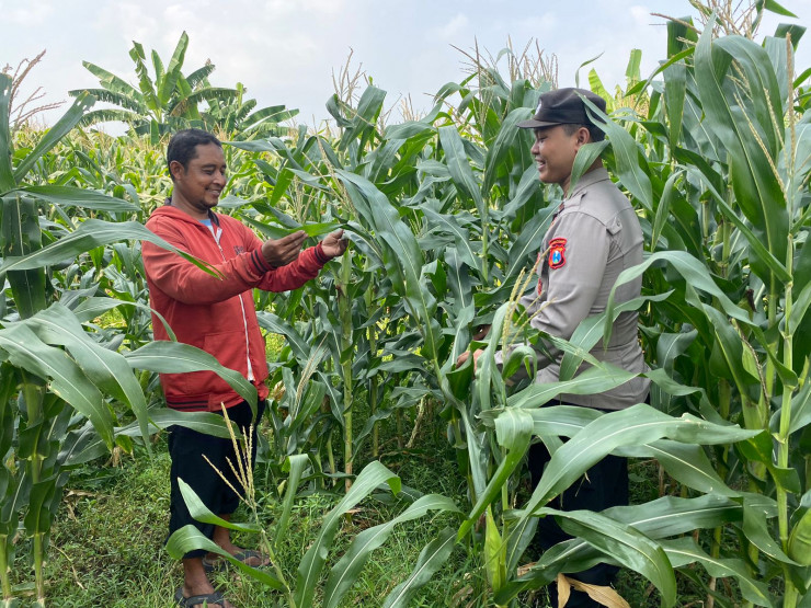 Sinergi Patroli Kamtibmas Polsek Tarik, Kawal Ketahanan Pangan Jagung di Sidoarjo