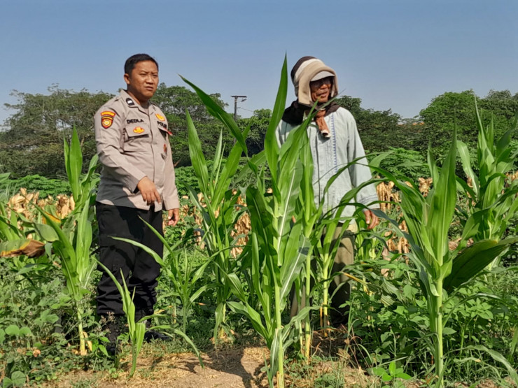 Kawal Asta Cita Prabowo, Polisi Sidoarjo Turun ke Ladang Jagung Krian demi Swasembada Pangan