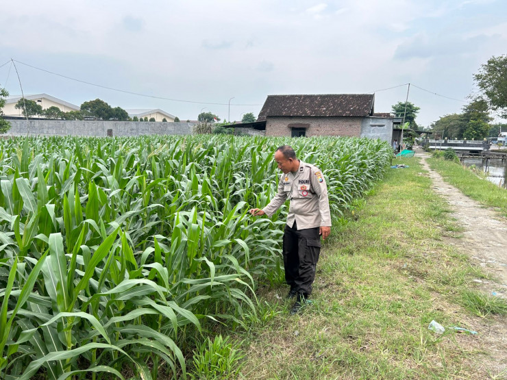 Bhabinkamtibmas Desa Simpang Pantau Lahan Melon dalam Program P2B Polresta Sidoarjo