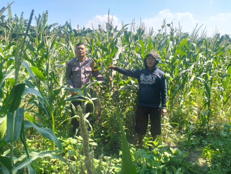Antisipasi Hama, Polsek Gedangan Gandeng Petani Optimalkan Ketahanan Pangan Rawat Tanaman Jagung di Desa Punggul